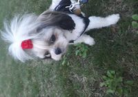 Pieski shih tzu... OGłOSZENIA Bazarok.pl